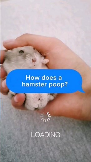 💩 How does a #hamster #poop? 🤔