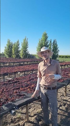 Estructuras de secado para la producción de pasas de uva