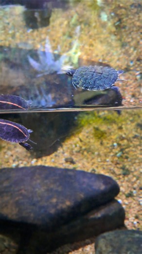 All the sweet babies! At the Museum of Natural history in Jackson ms! #biology #turtles #nature