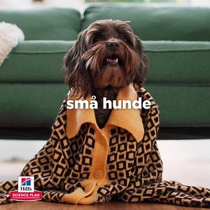 Alle små hunderacer har store personligheder og unikke ernæringsbehov i forhold til store hunderacer. 🐶 Fodre din lille hunds store appetit på livet med specialiseret ernæring, der passer perfekt til deres behov 👌💕 👉 https://www.hillspet.dk/small-breed-dog-food #smalldogs #minidogs #dog #petnutrition #hillstransforminglife #smallandmini | Hill’s Pet Nutrition