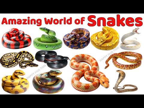 Amazing Snakes Names🐍 | Snake Names & Fun Facts for Kids | Vocabulary & Early Learning