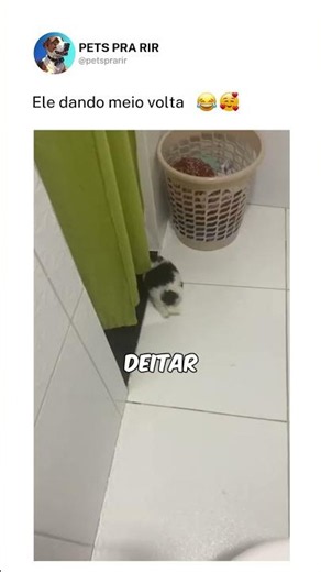 Nem discutiu, só obedeceu 🐶🤣