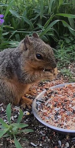 ⭐ The Best Cat TV - Funny Squirrels & Birds for Cats to Watch - Relaxing Nature Sounds in HD #cattv