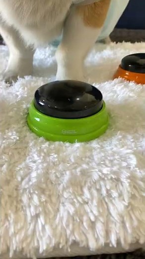 Corgi communicates with BUTTONS! #shorts