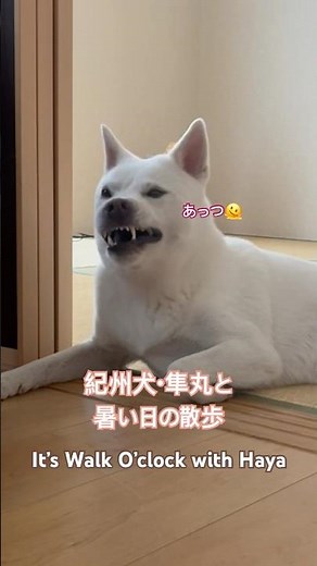 紀州犬・隼丸と暑い日の散歩｜It's Walk O'clock Even When It's Hot Out