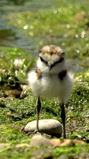 Adorable Baby Bird Swimming for the First Time 🐦💦