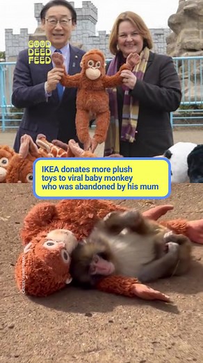 IKEA’s Heartwarming Donation to Viral Baby Monkey