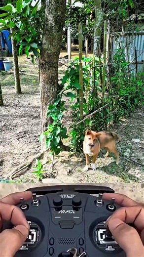 Village Dog Reaction to Drone 😆 | Funny Dog Prank 🐶🚁 #shorts #drone #prank #funny #fyp #explore