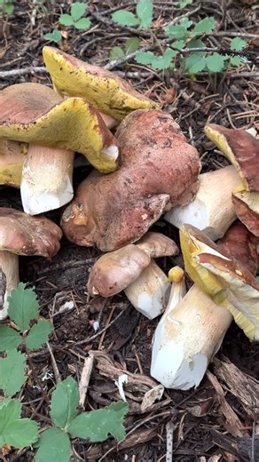 Dr. Fun Guy aka Gordon Walker on Instagram: "Your quick guide to roadside porcini hunting. These are the #SpringKing #Boletusrexveris and often you’ll find them growing under young trees near the side of the road where it’s a little bit warmer and the snow banks melted. . These are growing beside mountain roads without much traffic, I’m not worried about run off or bioaccumulation of heavy metals in these mushrooms. If you don’t feel like you wanna harvest roadside mushrooms that’s fine, more fo