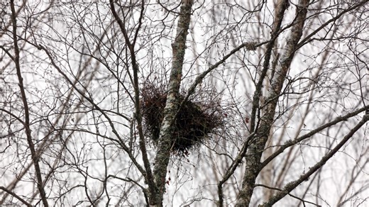 The fast-growing birch variety with colorful flowers that birds can nest in
