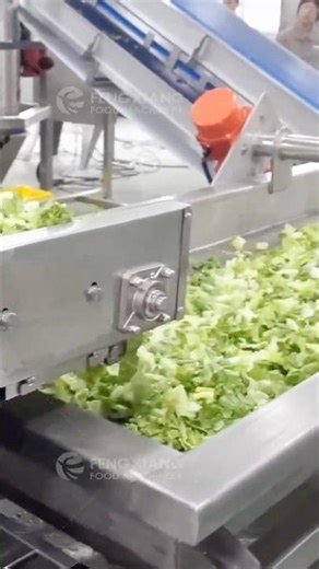 Industrial Lettuce Salad Processing Line – Cutting, Washing, Dewatering & Air Drying Machines
