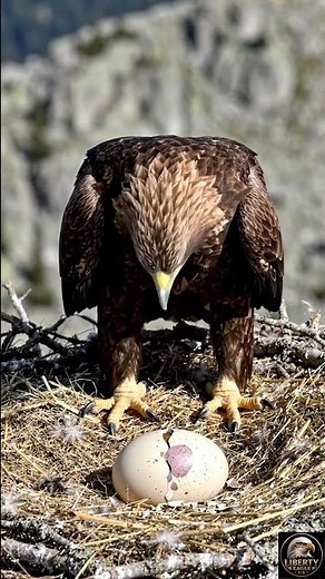 Rare Golden Eagle Chick Hatches in the Wild