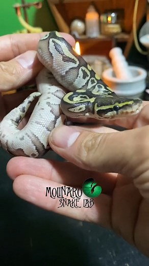 Have you seen a snake belly button? | The Molinaro Snake Lab
