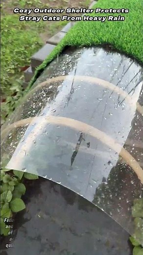 Cozy Outdoor Shelter Protects Stray Cats From Heavy Rain