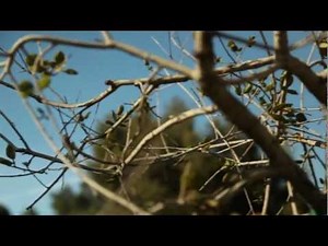 TreePeople - Living and Dead Branches