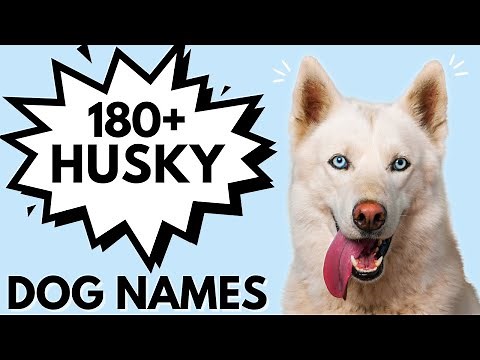 180+ HUSKY Dog Names | Male and Female Dog Names For Your Husky
