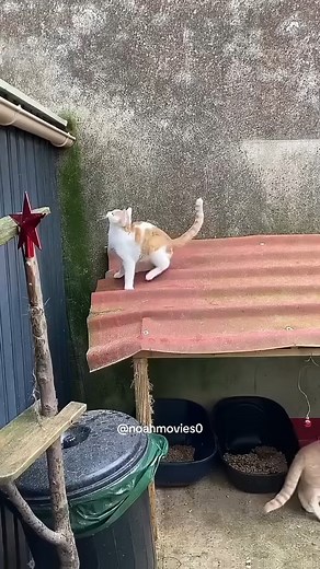 Funny Cat Failure Moment 😅#cat #funny #Love #tiktok #cute #happy #kitten #catlover #funnycat | Noahmovies0