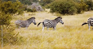 Plains Zebra, Burchell's, moving through African savannah, wet season migration
