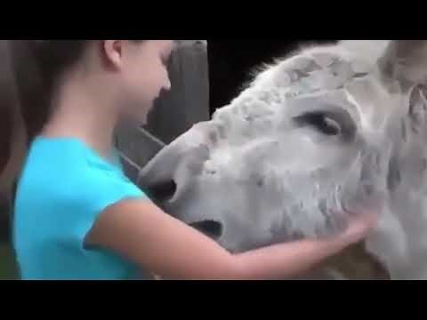 A Donkey And The Little Girl Who Raised Him Have A Beautifully Emotional Reunion