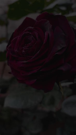 جمال التفاصيل في التصوير الفوتوغرافي