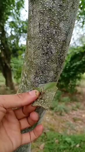 Fruit Tree Patch Grafting #foryou #fyp #graftingtechniques #graftingplant #grafting #plantgrafting