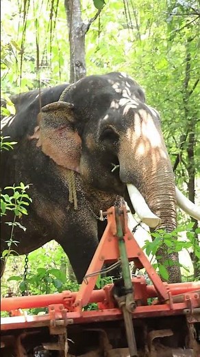Manuswamimadam Vinayakan❤️