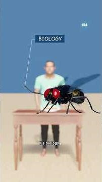 Why you can't catch a fly? Fly Vision explained in cinematic 3D