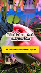 1.1M views · 6.8K reactions | Bể cá luôn sạch sẽ nhờ tôm hùm màu sắc #methuysinh #aquarium #fish #fyp | Nghiền Thủy Sinh | Facebook