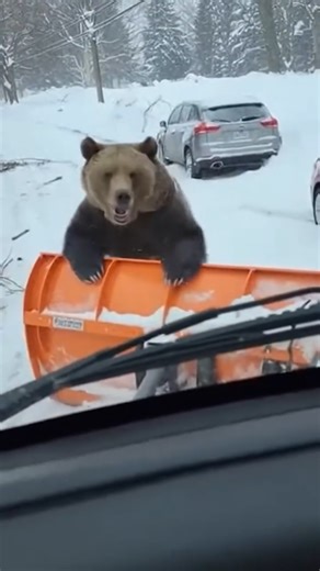 🔥 Angry Bear Attacks Snowplow. 👇 A routine snow-clearing run on a remote road took a terrifying turn Sunday when a plow driver came face-to-face with an aggressive grizzly bear. The heart-stopping encounter was captured from the driver’s cab as the massive animal suddenly charged the vehicle. The shocking video shows the grizzly lunging at the bright orange plow, biting and clawing at the metal before hoisting itself up onto the blade. With its massive paws on the edge, the bear roars directly