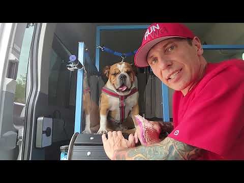 How Dogs Exercise At RUN DAWG Mobile Dog Gym