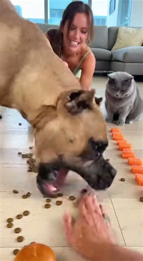 Funny Dog Challenges, Races & Eating Contests! #PawChallengeTV, #FunnyDogs, #DogRaces