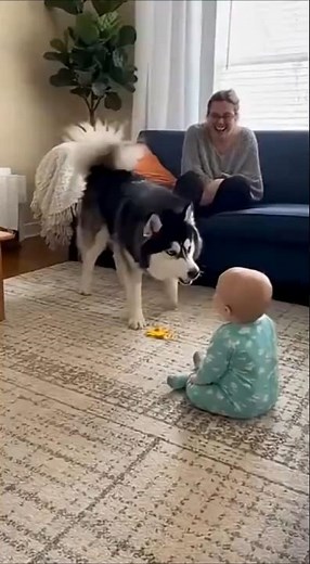Husky Scolds Baby… But They Both Can’t Stop Laughing! 😂🐶👶