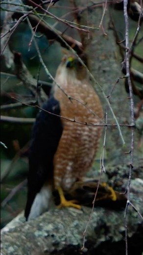 Cooper’s Hawk | Attack from Above 🙄