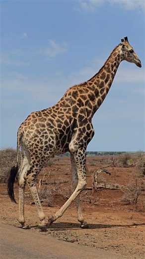 Watch this massive Bull giraffe crossing the road right in front of us in Kruger National Park #krugernationalpark #safari #wildlife #Amazing #giraffe | Shaun Etsebeth Photo Safaris