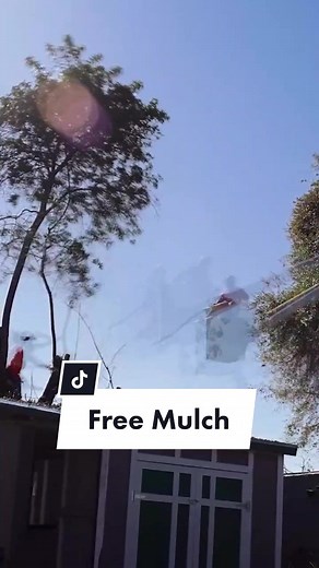 turning a tree into mulch for the garden #garden #learnontiktok #tiktokpartner