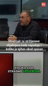 Stručnjak za stršljenove objašnjava kada napadaju i koliko je njihov ubod opasan #strsljen #ubod #strucnjak #vecernjilist | Večernji list