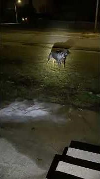 Female Rottweiler in heat