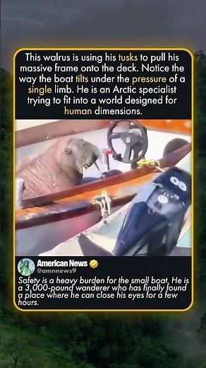 SCOTLAND’S WANDERING WALRUS