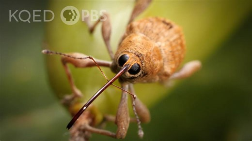 This Weevil Has Puppet Vibes But Drills Like a Power Tool | KQED