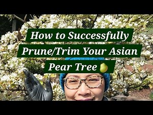 How to Successfully Prune/Trim Your Asian Pear Tree 2025 🌳 @gardeningwithNaomie #garden #gardening