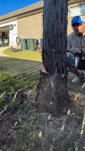 TheLawnFluencer on Instagram: "Today we lost 3 trees. Electric chainsaw by @egopowerplus made it way too easy. #chainsaw #cuttingtrees #lawncare #weekendwarrior #electrictools"