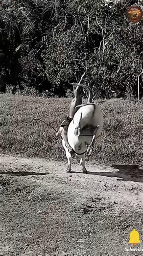 🔥 PEÃO BOM JÁ NASCE PRONTO! JOSÉ ANTÔNIO, da CIDADES DE FEIJÓ ACRE 🇧🇷 #pbr #rodeio #horse