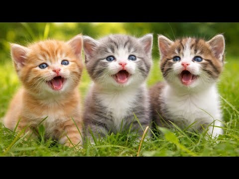 Newborn Baby Kittens Crying for Mom | Sweet Meow Sounds in Nature