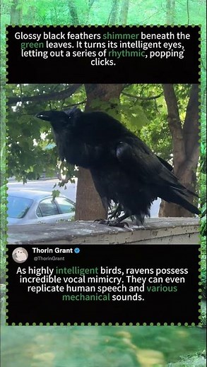 Incredible Sound: Huge Raven Making Rhythmic Popping Noises Up Close#raven #commonraven #woodencall