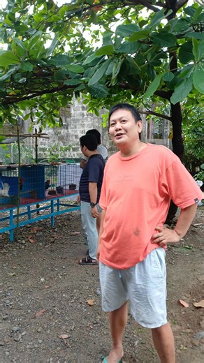 Usapang Chabo Chicken 😊.. Elite Group Chabo Breeder Philippines magsisimula ng sumibol ♥️🙏🏻♥️... #arpluschabobreeder #arpluslinechabobantam #myhobby #stressrelief #backyardchickens #bantamchicken #trendingreel | ArPlus Chabo Breeder