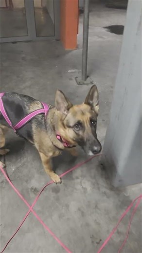 Training Gone Wrong / Mantrailing Fail With My German Shepherd