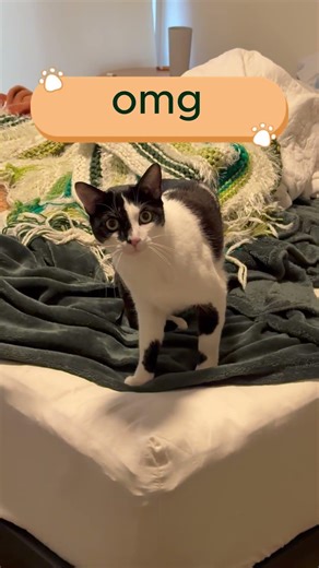 Finding Moose after work!! Cuddle guy..... #cute #cat