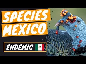 💥 ENDEMIC ANIMAL SPECIES of MEXICO | Mexican Fauna