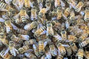 2023-2024 Special collection of scientific articles on honey bee research from the Journal of Insect Science