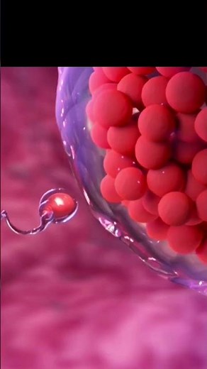 Reproductive system in human